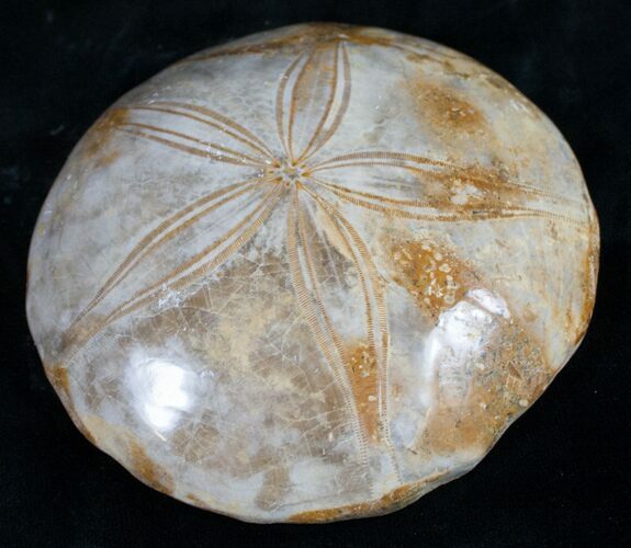 Top Quality Polished Fossil Sand Dollar #9053
